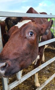 Cow